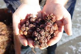 What is ‘Noble Rot?’